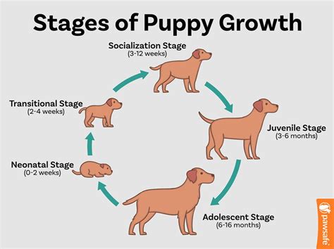 Dog Reproduction: Understanding the Process of Canine